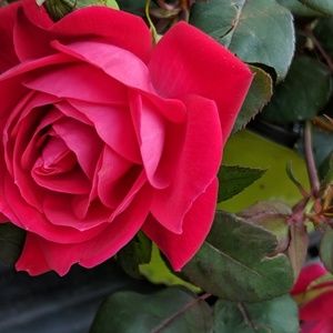 Meet your Posher, Chloe